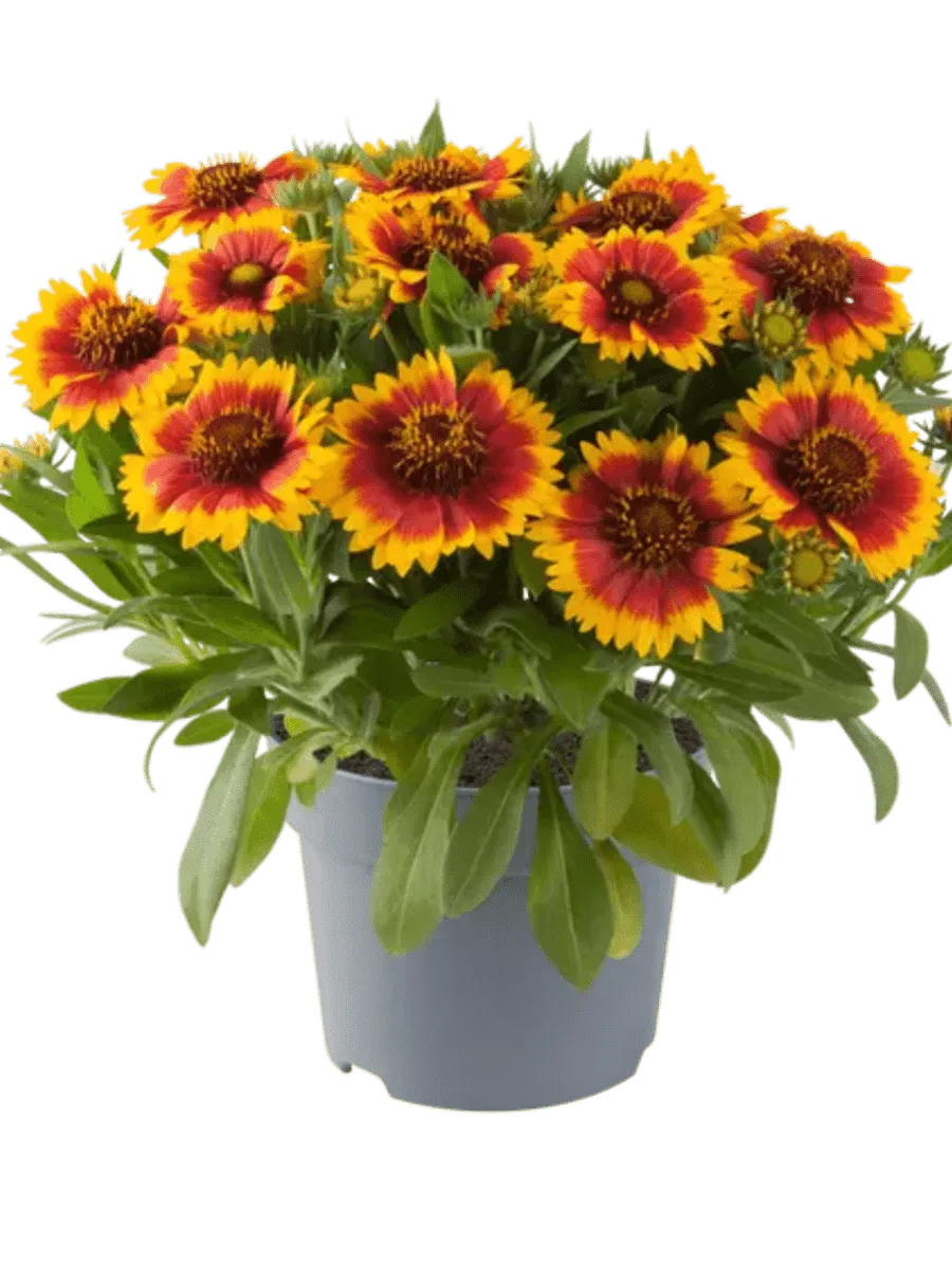 Гайлардия Гуапа Flamenco Bicolor