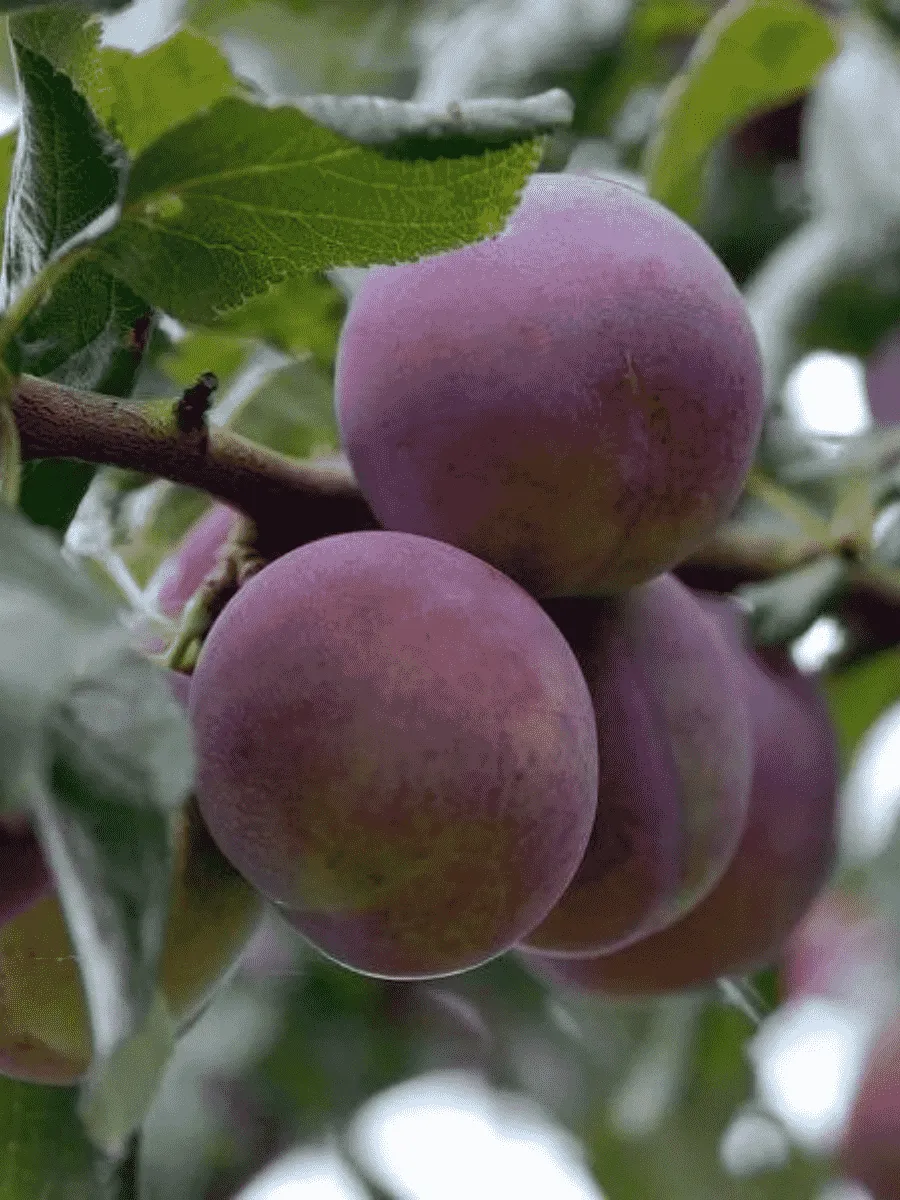 Слива домашняя Болховчанка