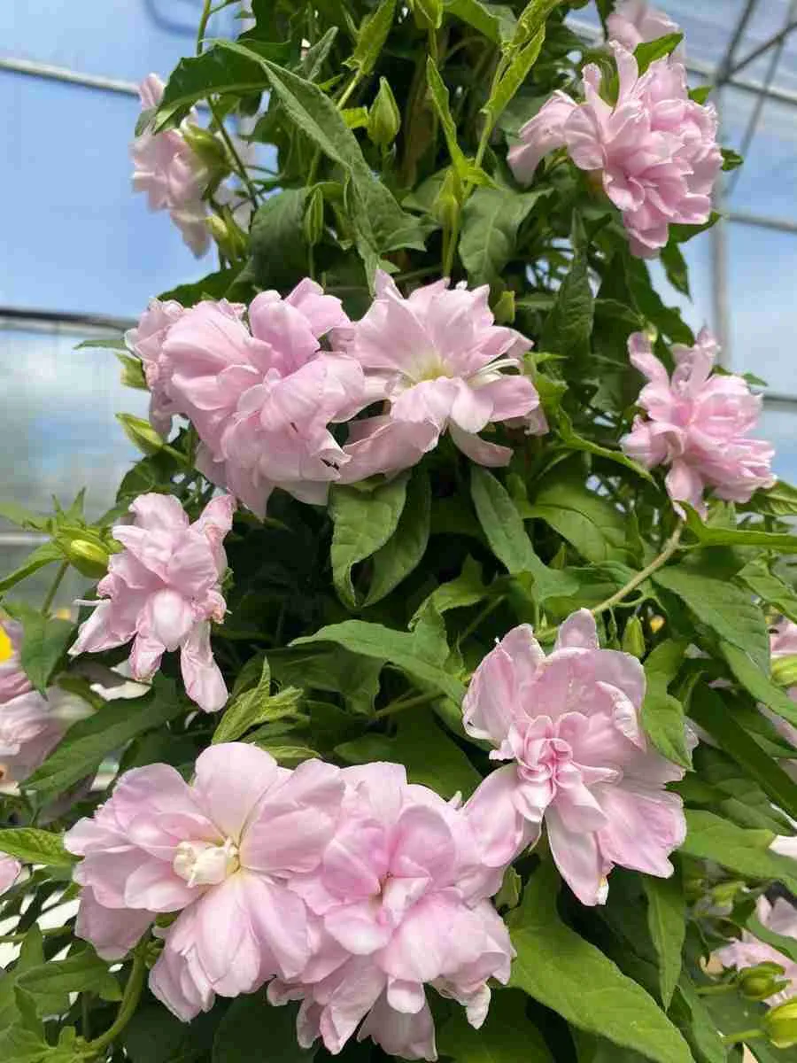 Калистегия плющелистная Flore Pleno