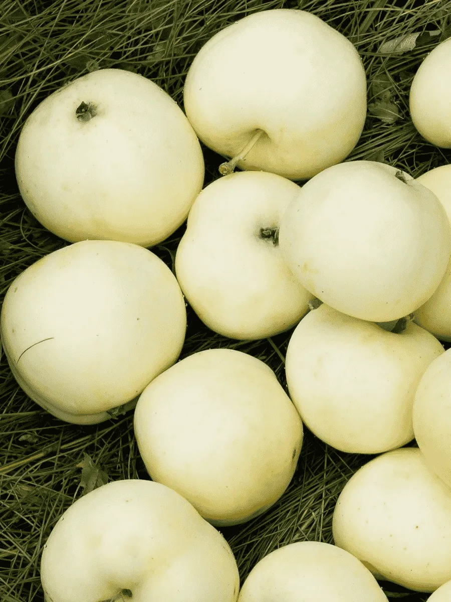 Яблоня  Белый налив