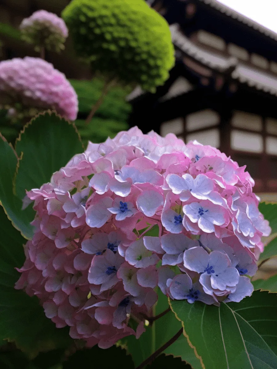 Лиственные деревья и кустарники