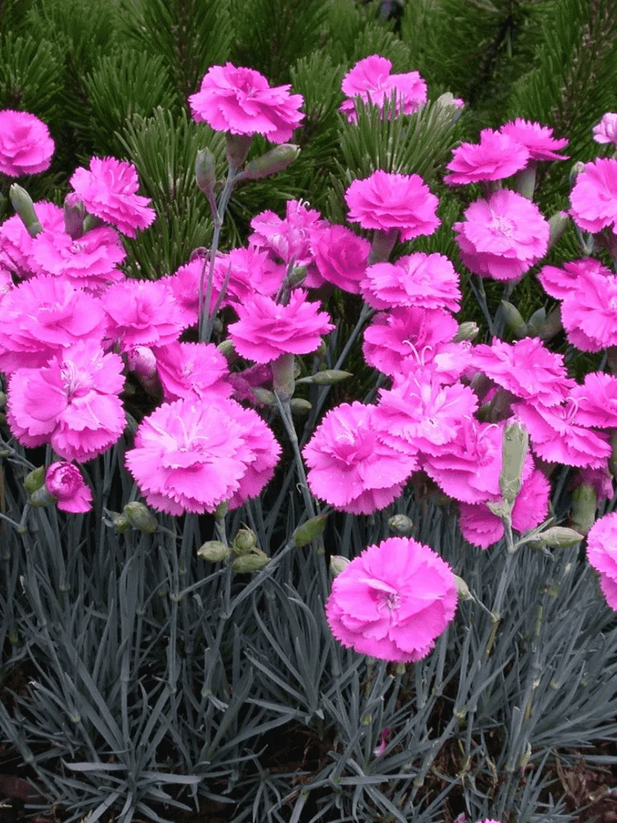 Гвоздика садовая Code Pink