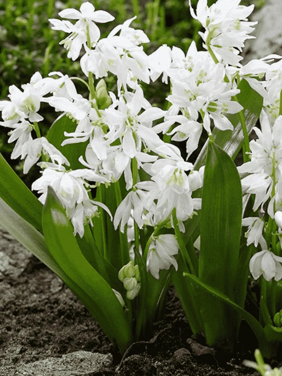 Сцилла сибирская Alba