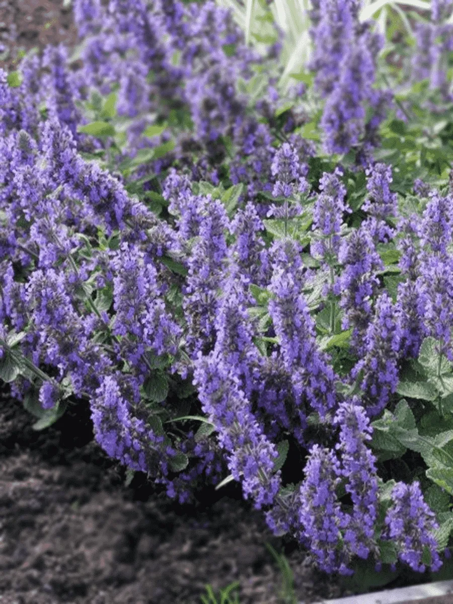 Котовник Фассена Dropmore