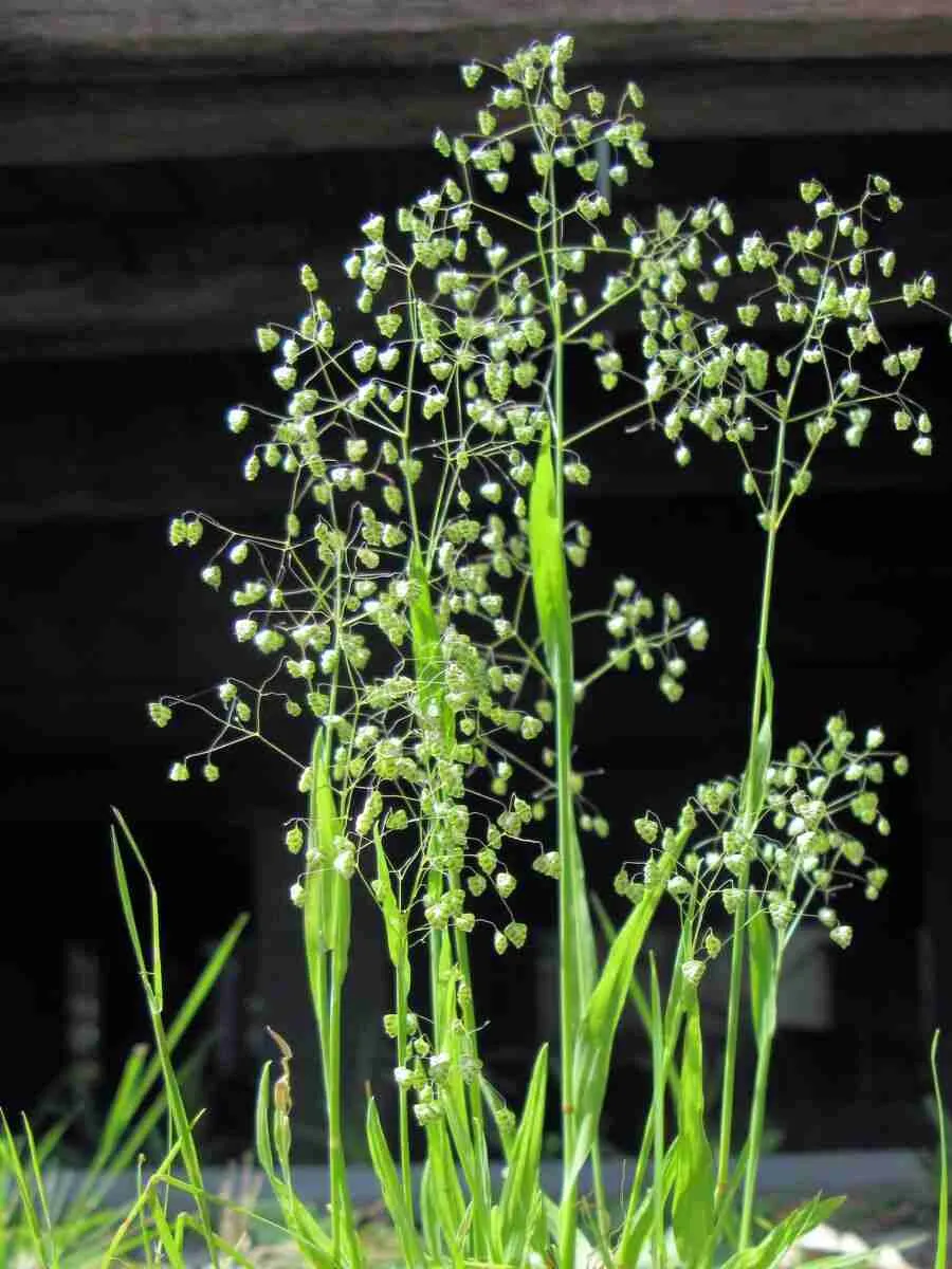 Трясунка средняя