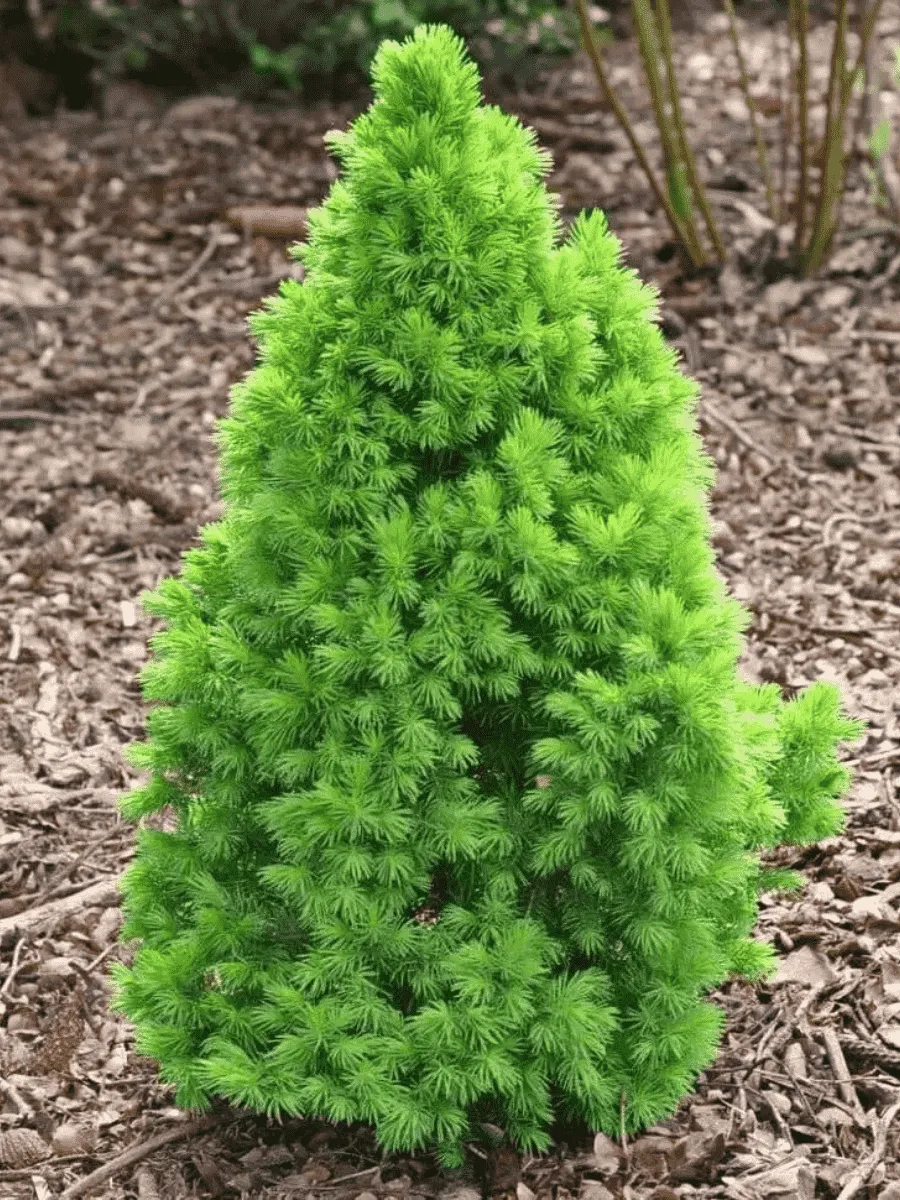 Ель канадская Conica