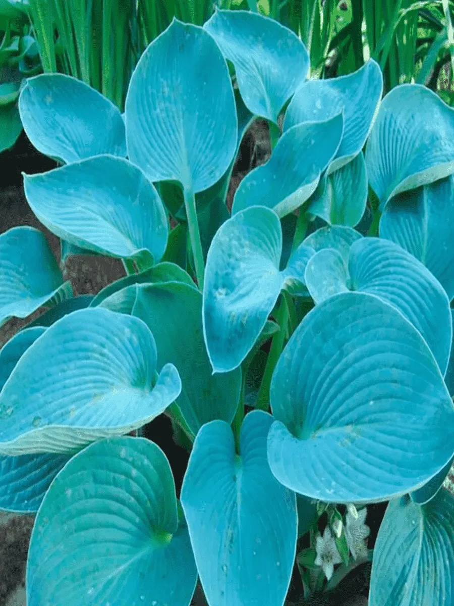 Хоста Buckshaw Blue