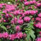 Монарда гибридная Melua Rose