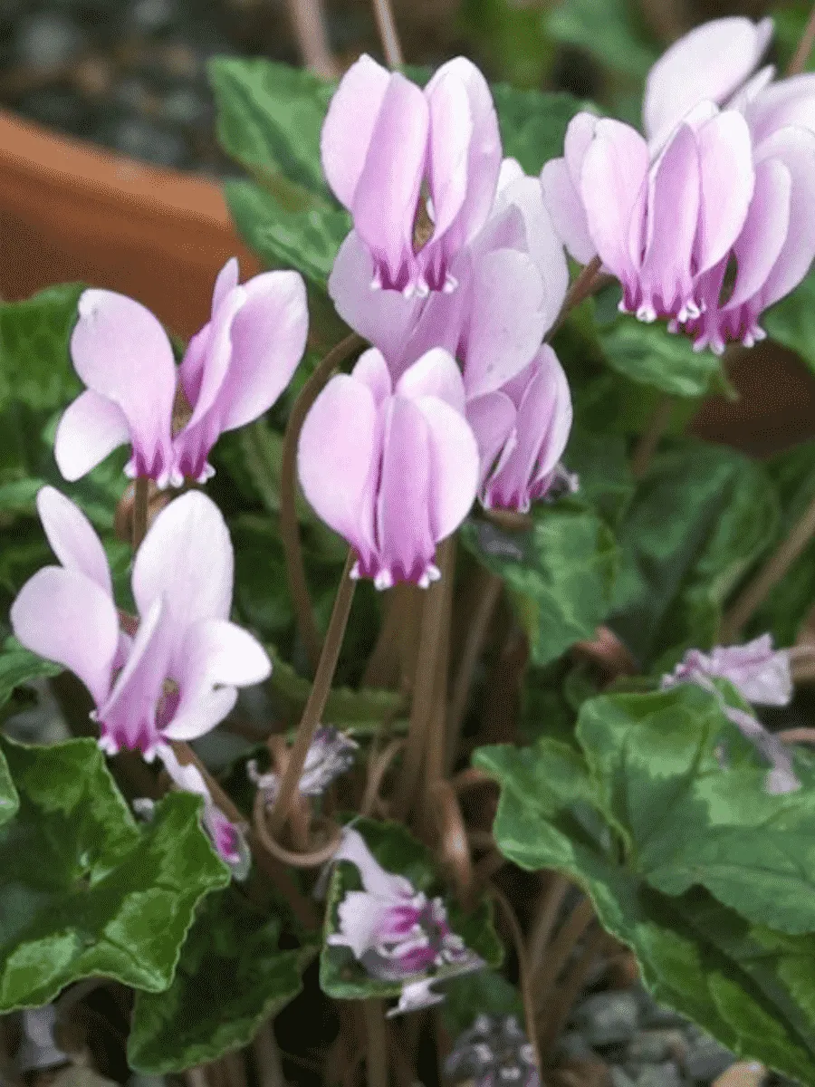 Цикламен плющелистный IviAys Pepl