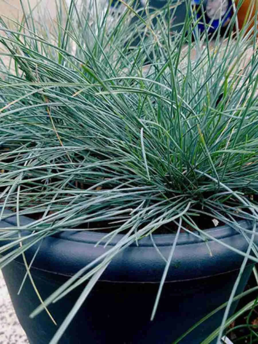 Овсяница валийская Buddy Blue