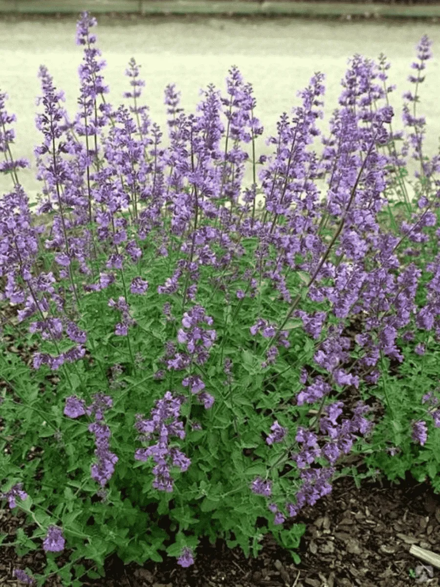 Котовник Фассена Kit Cat