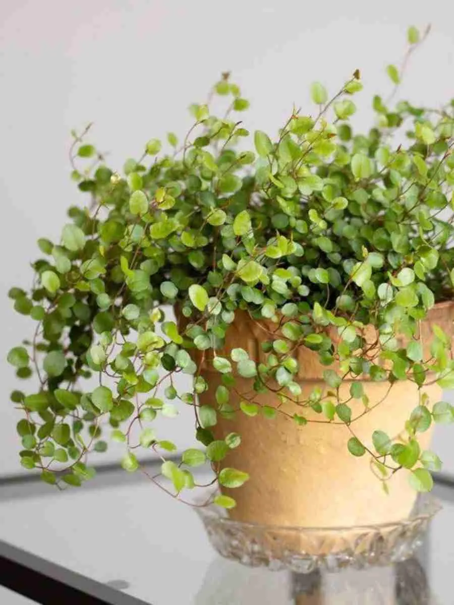 Мюленбекия