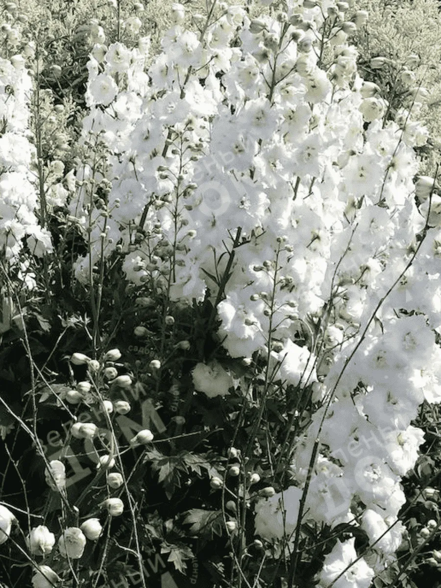 Дельфиниум Magic Fountain Pure White