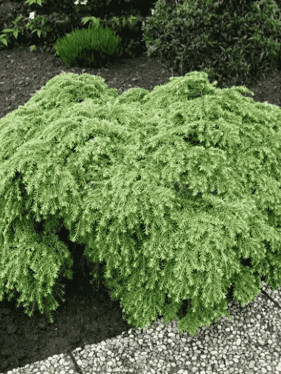 Тсуга канадская Jeddeloh