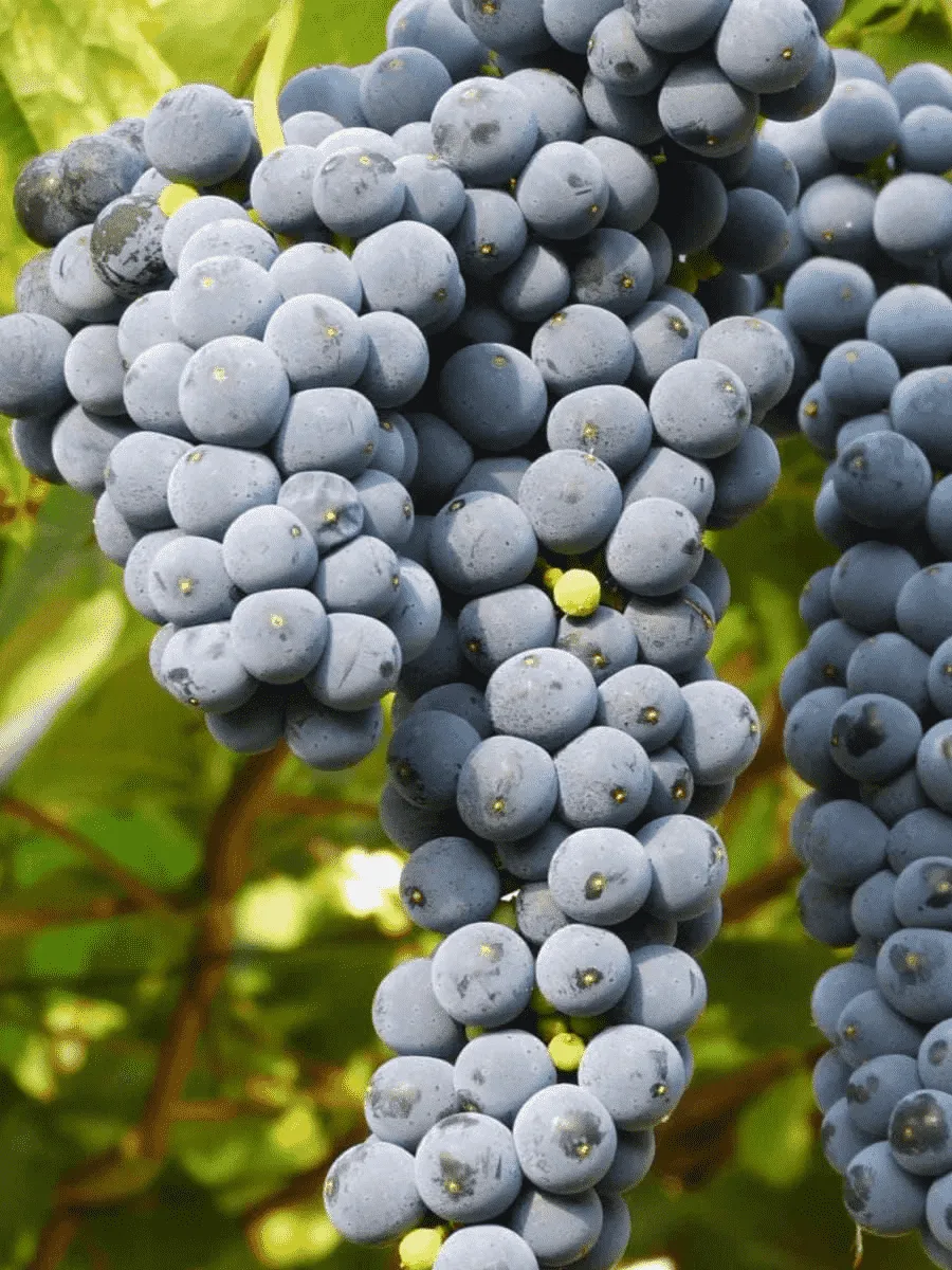 Виноград культурный Marechal Foch