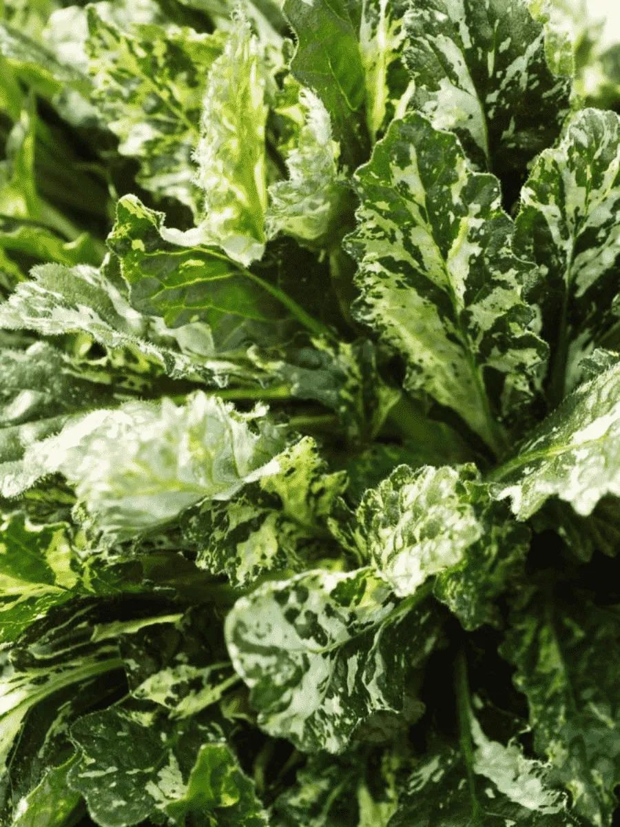 Живучка ползучая  Sparkler