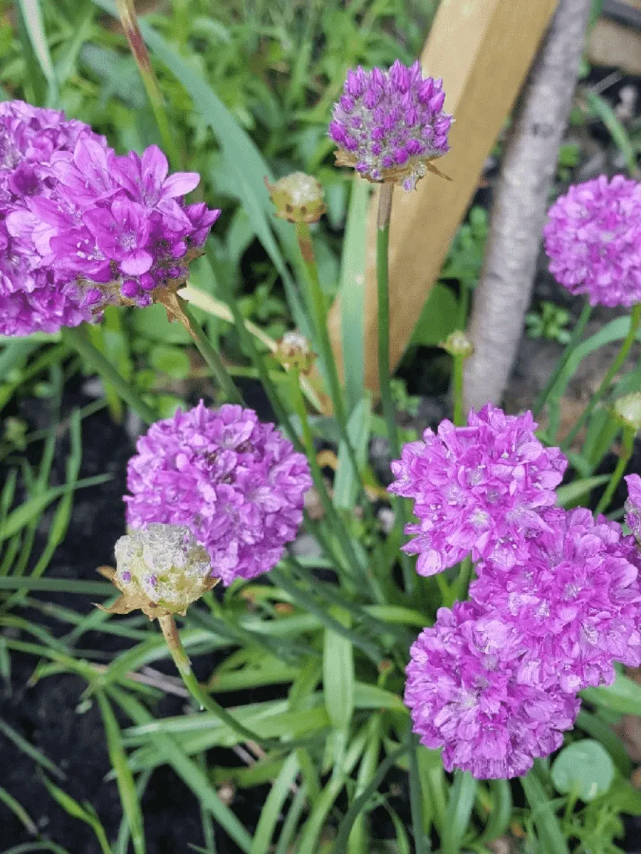 Армерия ложноармерия Ballerina Purple