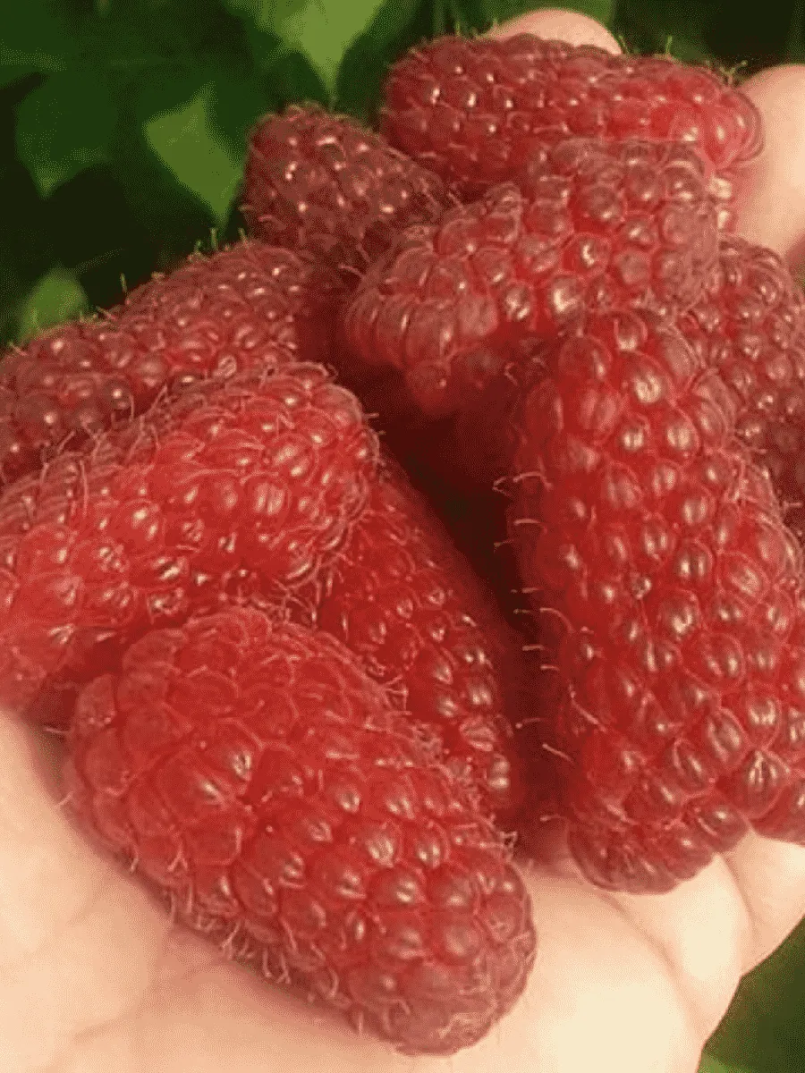 Малина обыкновенная Пшехиба