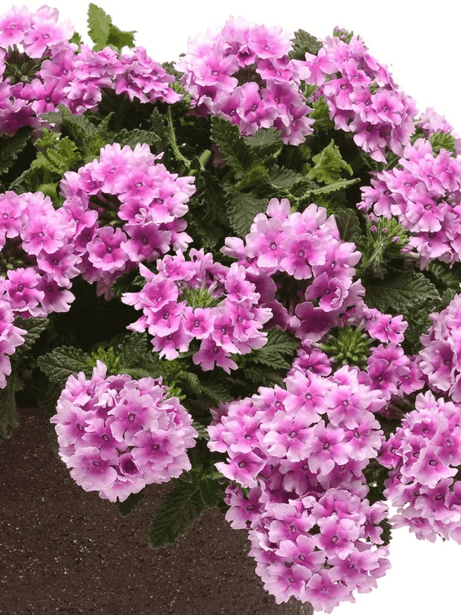 Вербена гибридная Pink Bicolour