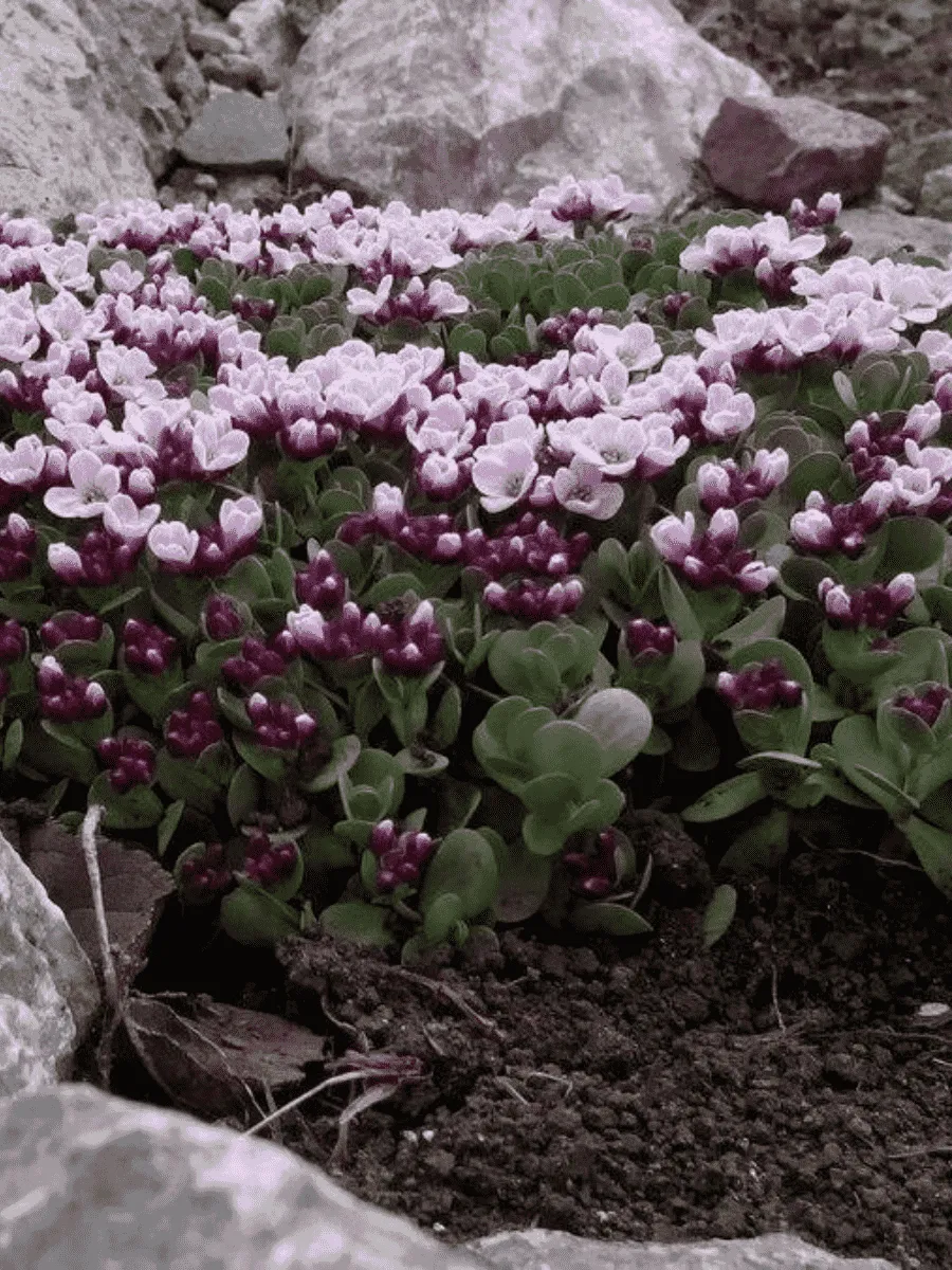 Крылотычинник