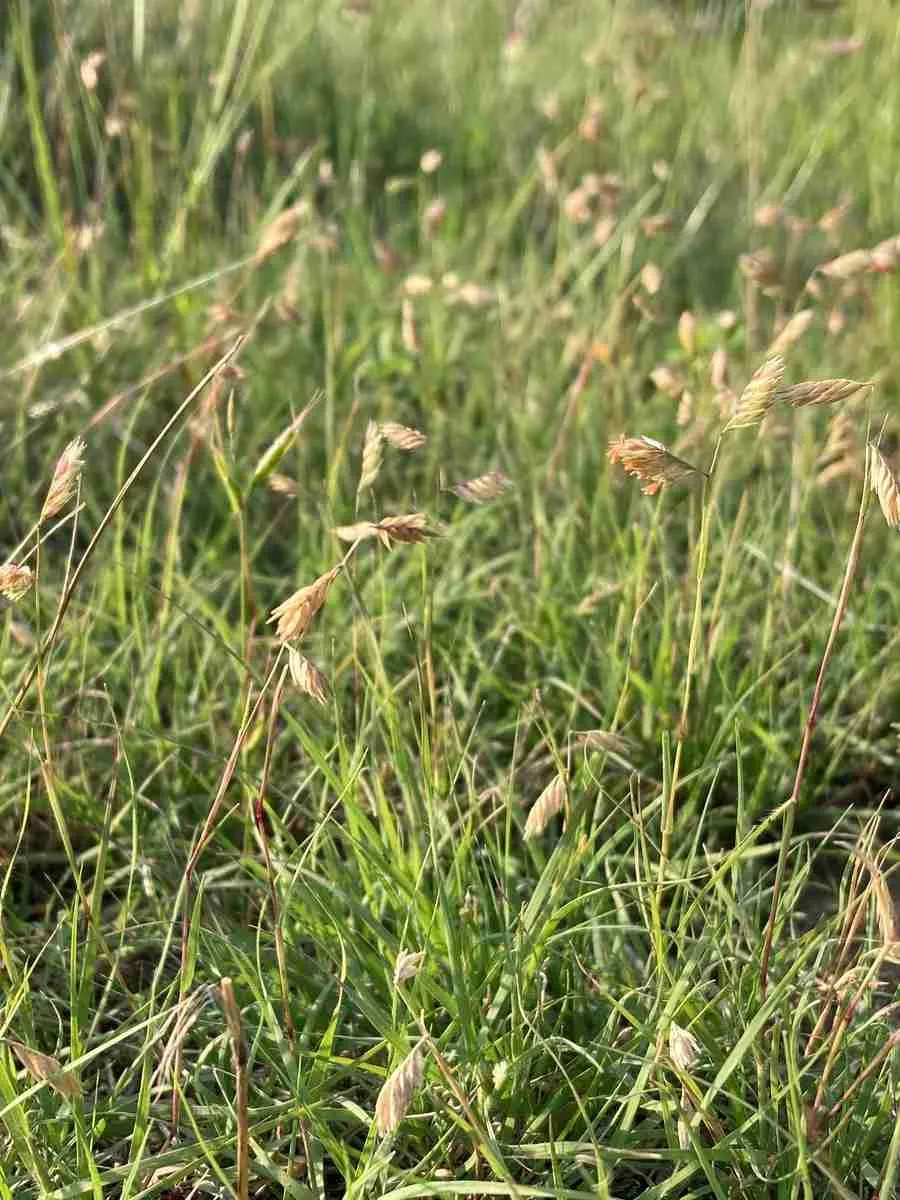 Бухлое двудомное