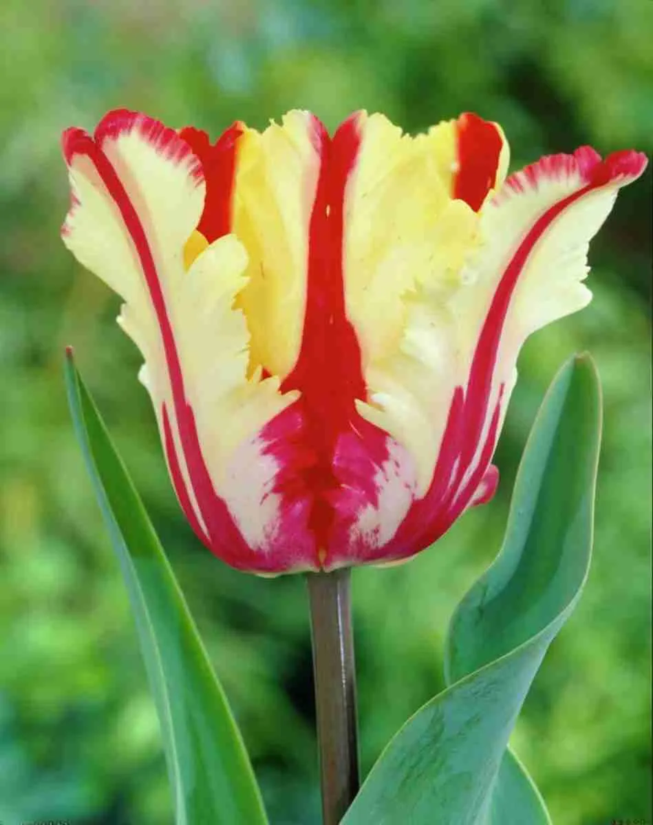 Тюльпан Tulipa Flaming Parrot