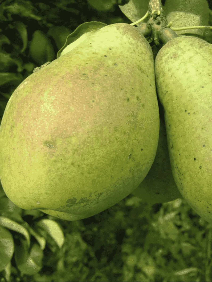 Груша Памяти Жегалова