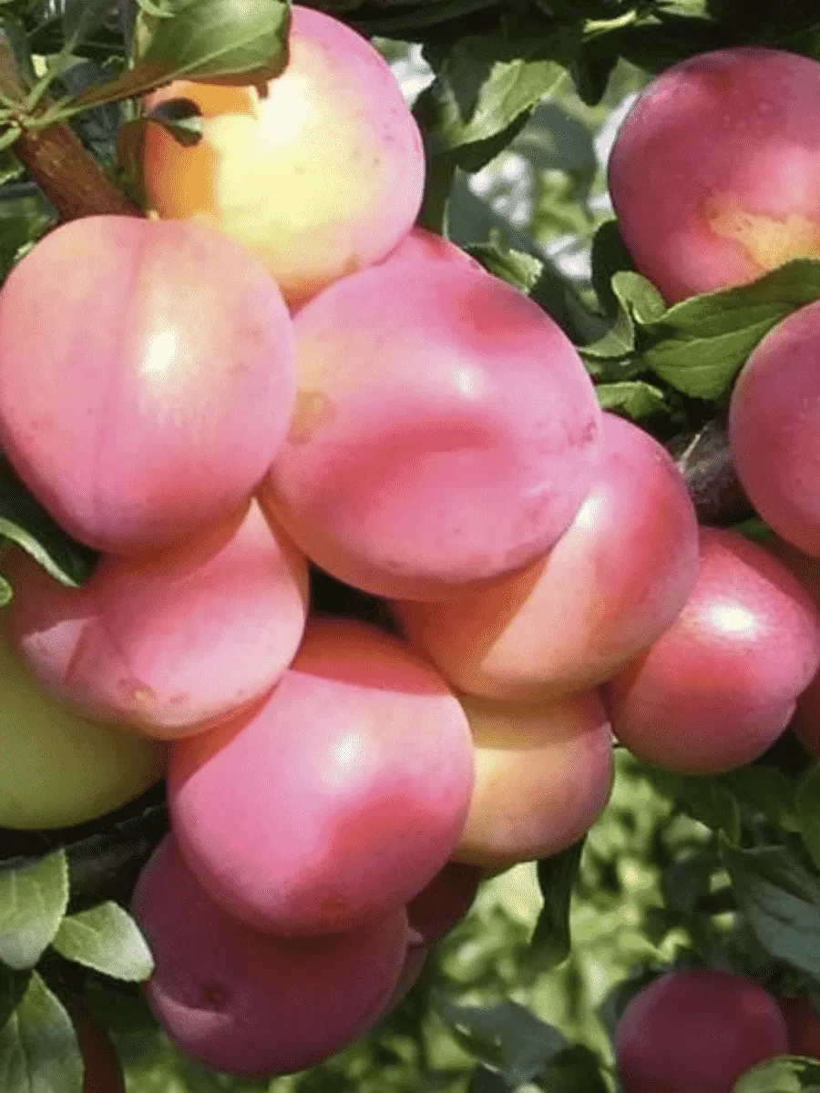 Алыча гибридная Июльская Роза