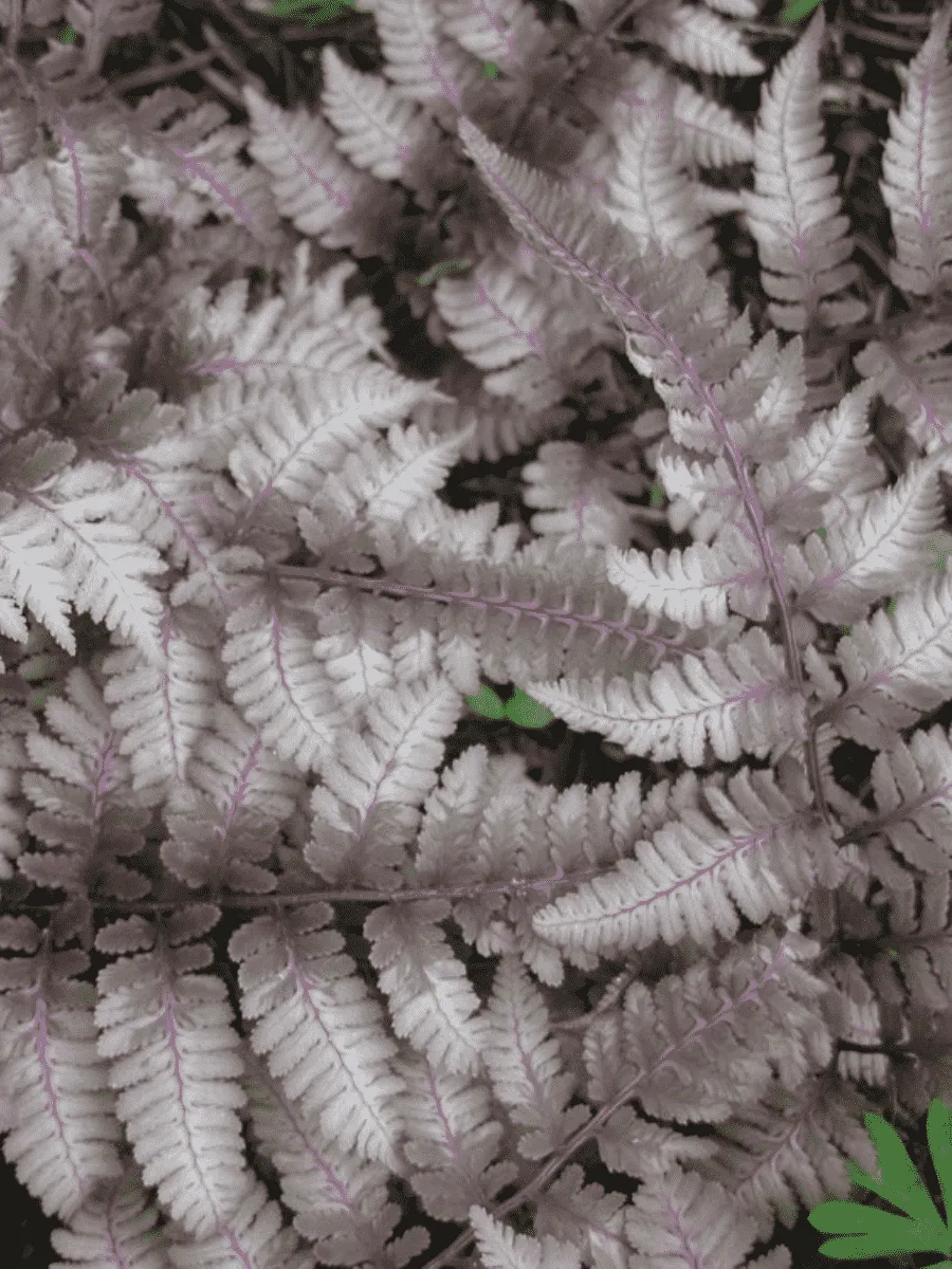 Кочедыжник ниппонский Pewter Lace