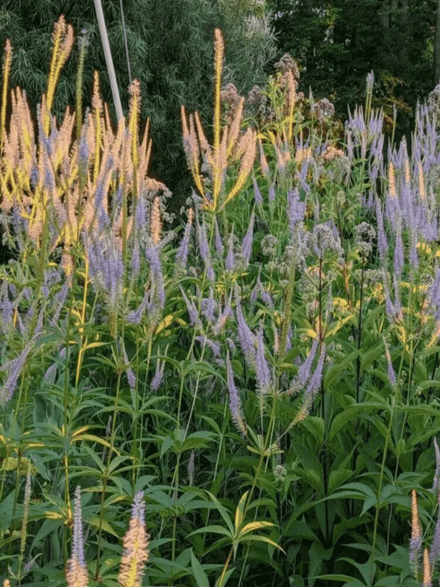 Вероникаструм сибирский Amethyst