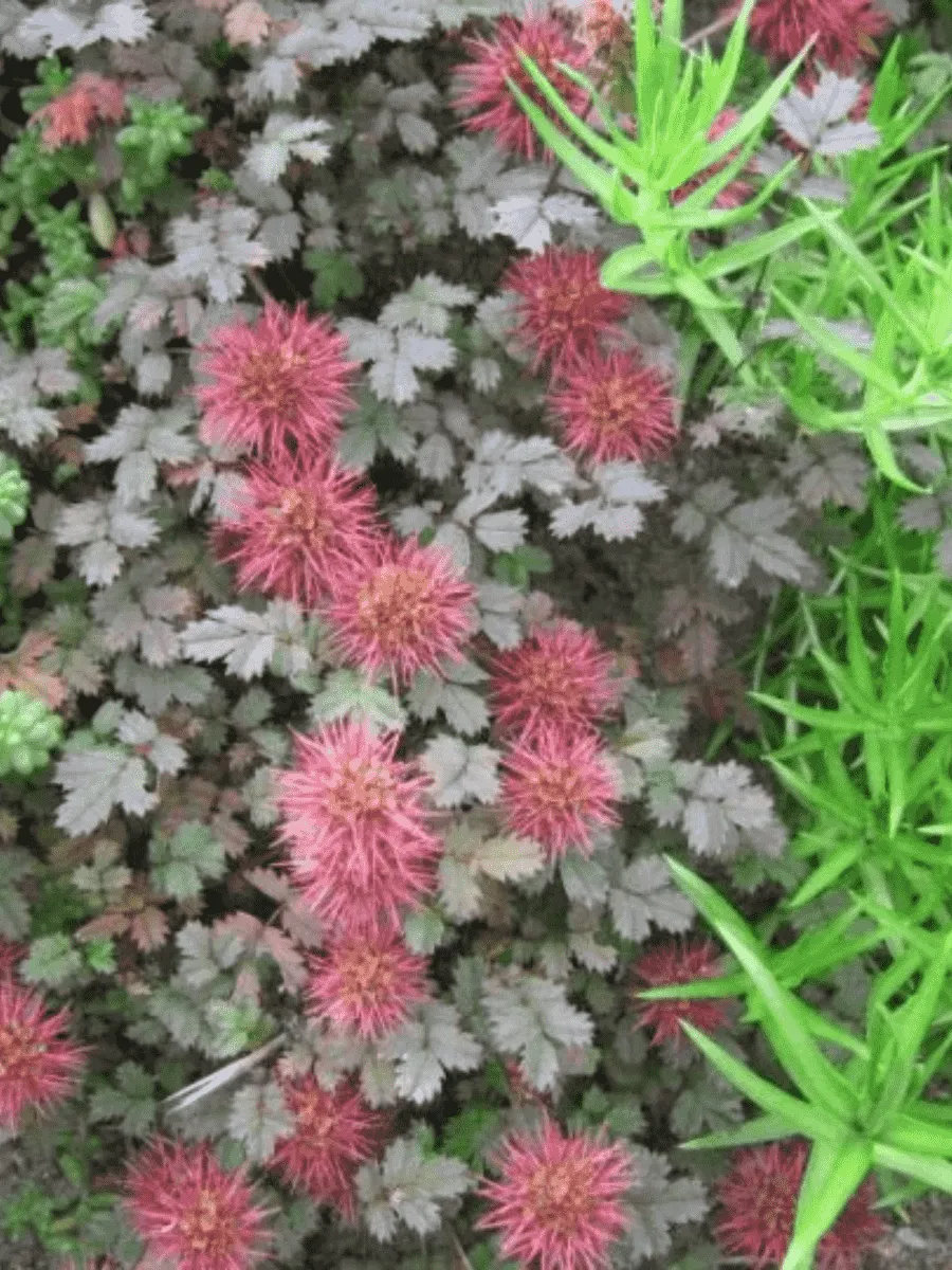 Ацена Буханана