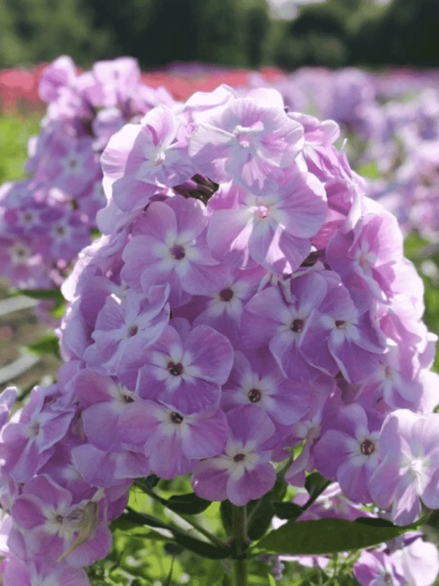 Флокс метельчатый Мирослав