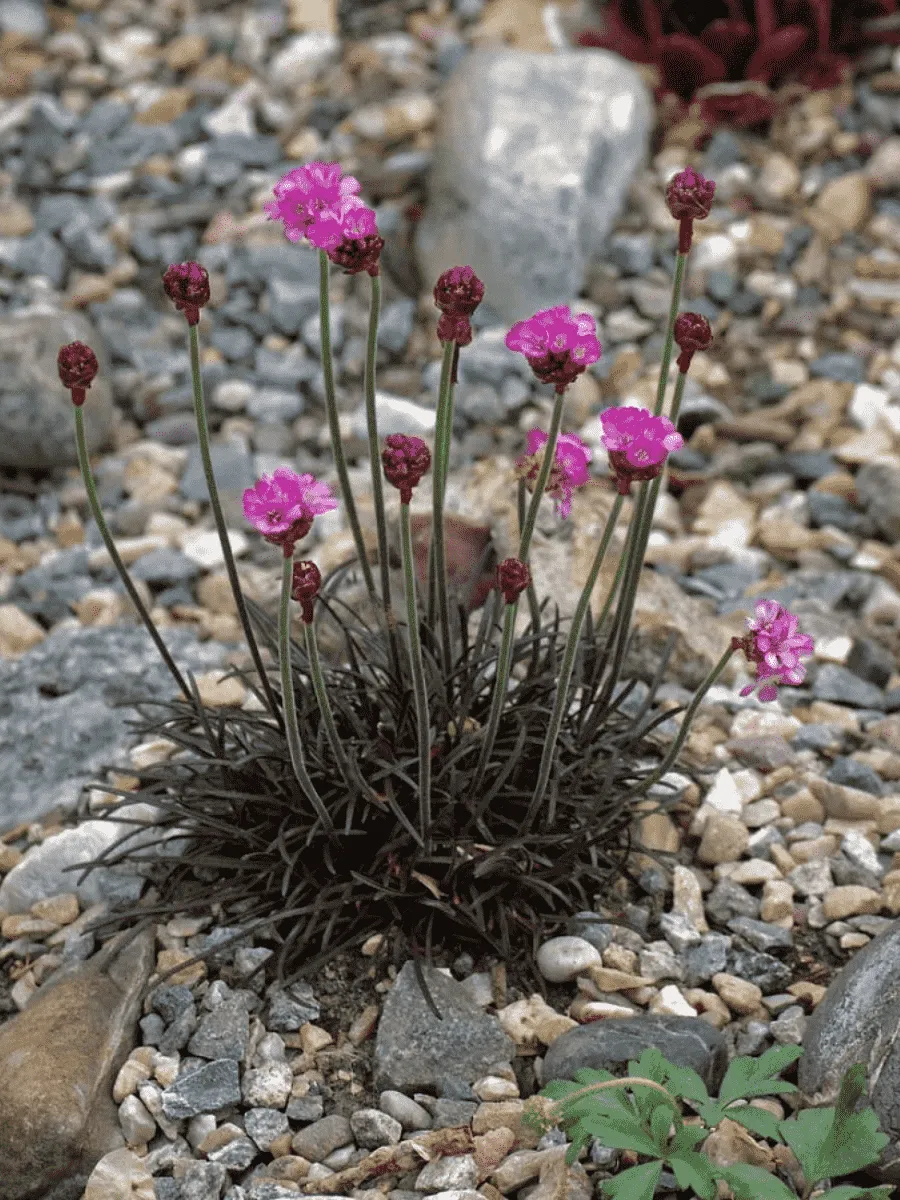 Армерия приморская Vesuvius