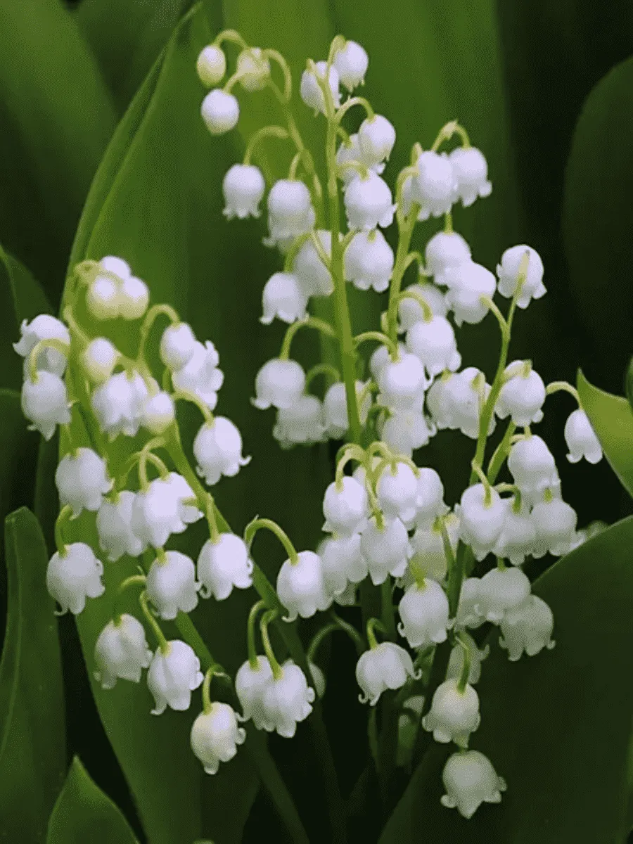 Ландыш майский Hofheim