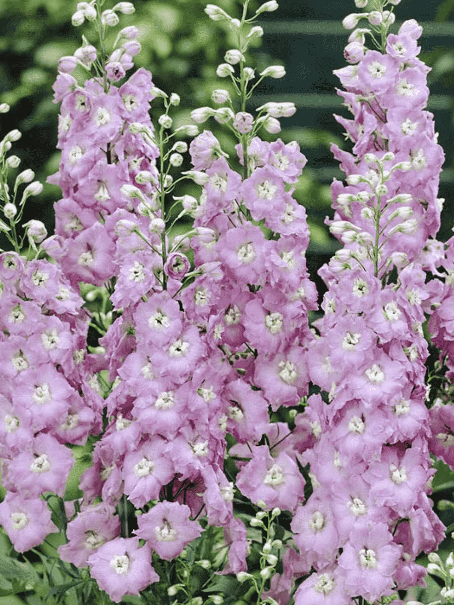 Дельфиниум  культурный Pacific Giant Guinevere