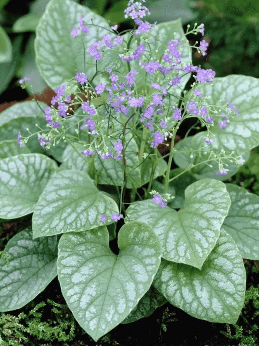 Бруннера крупнолистная Langtrees