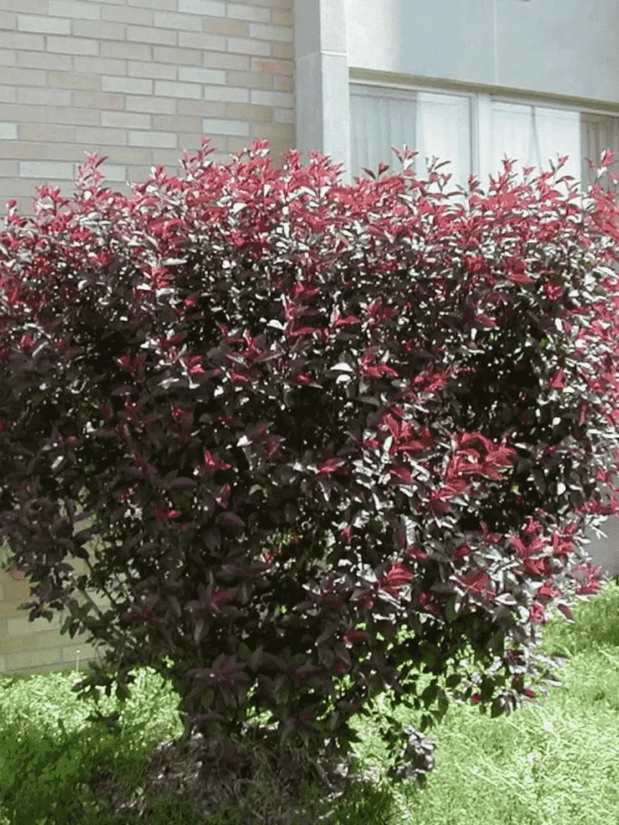 Слива Цистена