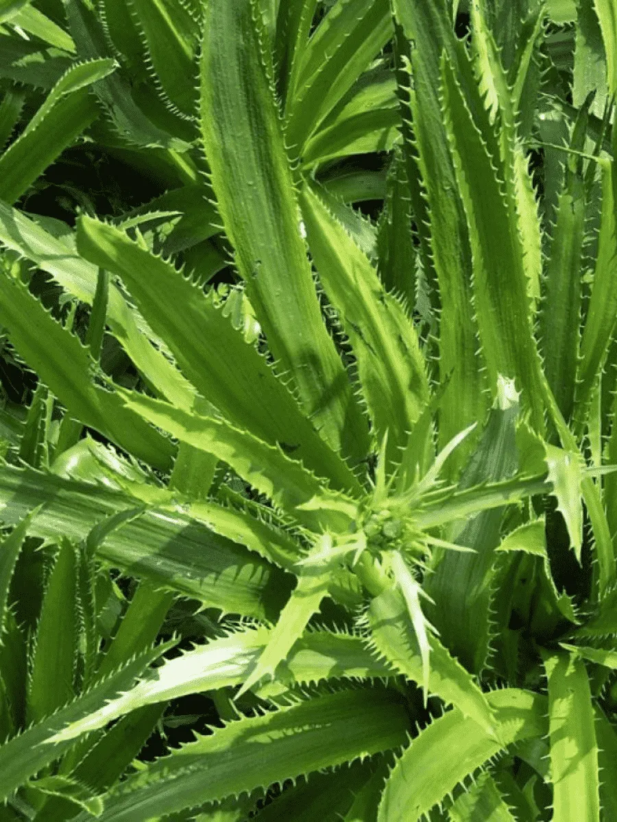 Синеголовник агаволистный