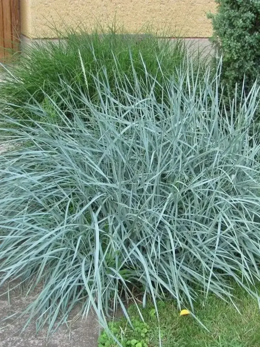 Элимус песчаный