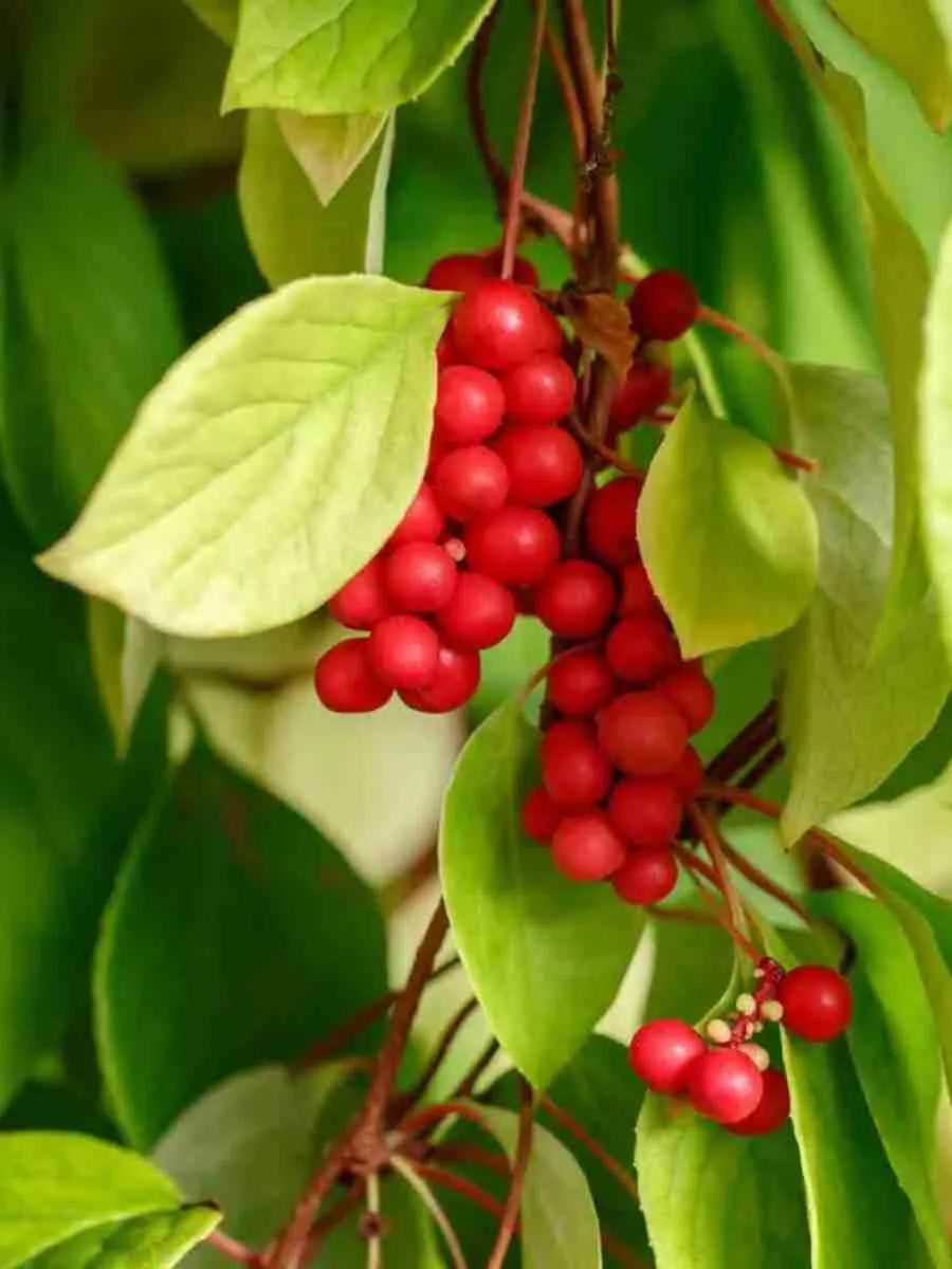 Лимонник китайский