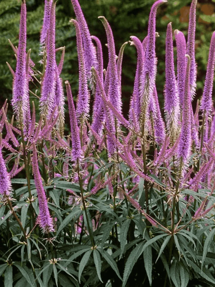 Вероникаструм