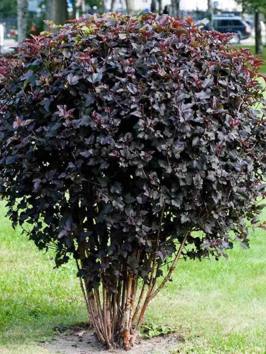 Пузыреплодник