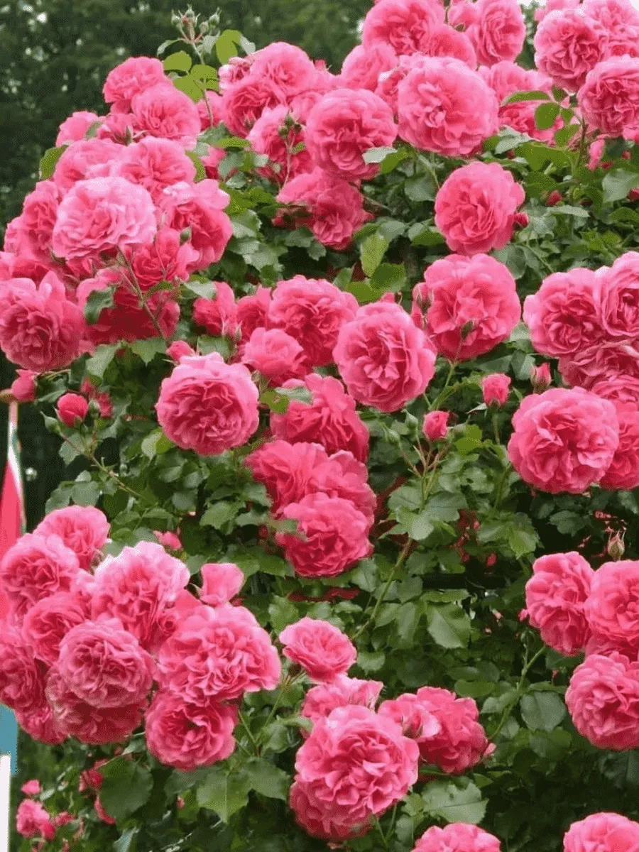 Роза плетистая Rosarium Uetersen