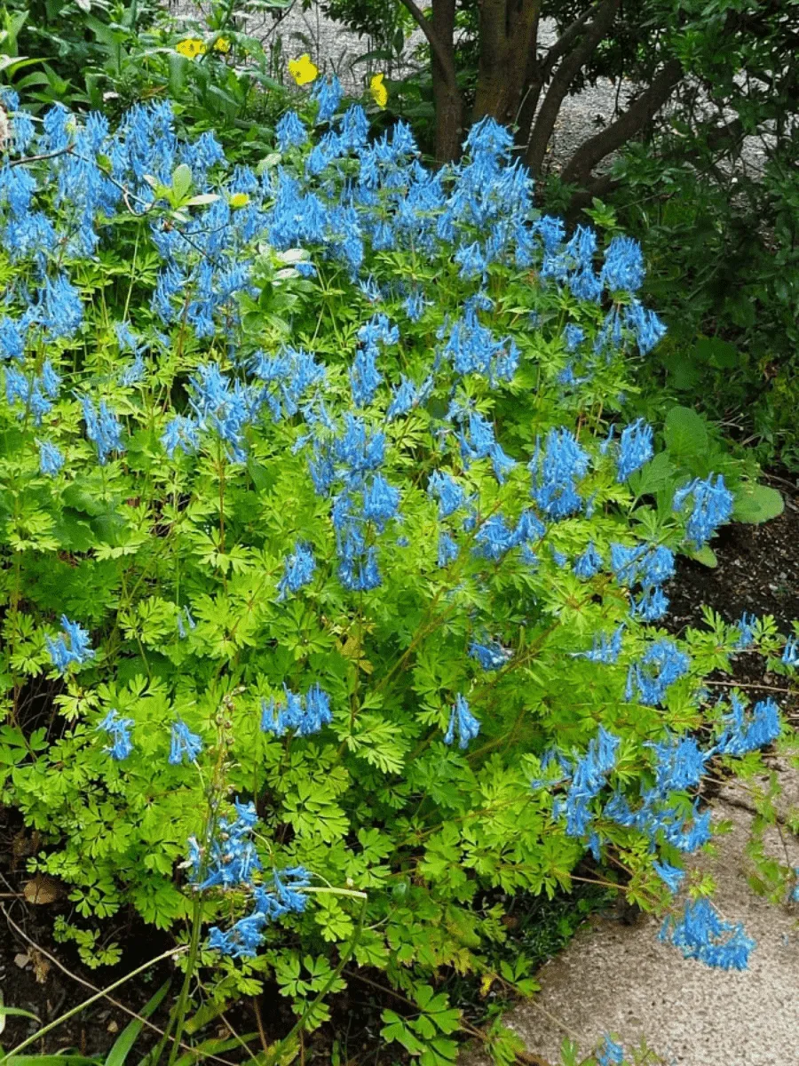 Хохлатка высокая