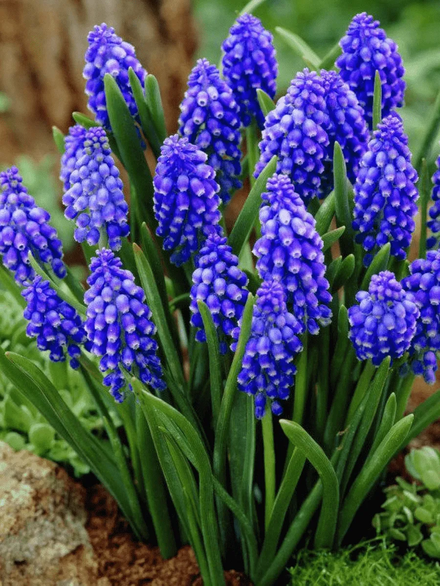 Мускари Armeniacum