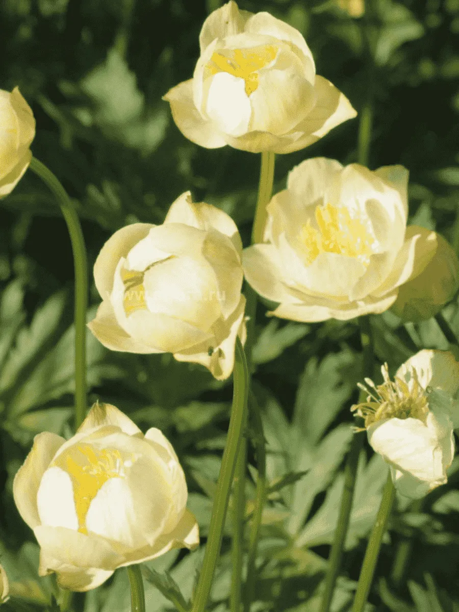 Купальница европейская New Moon