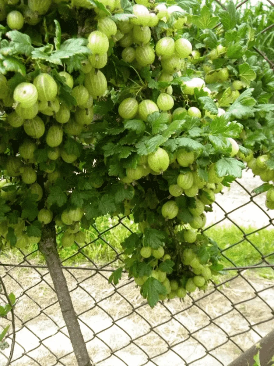 Крыжовник Мукуринес на штамбе