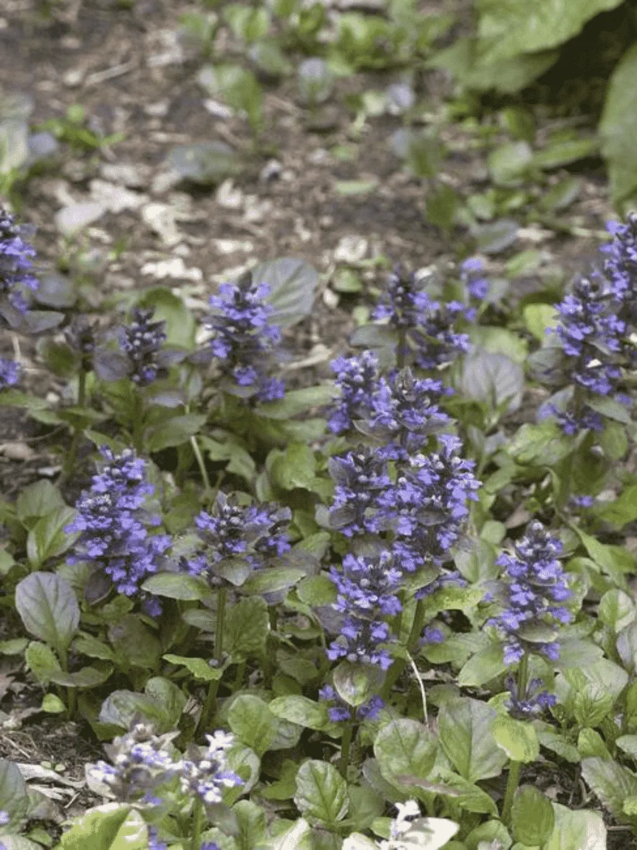 Живучка ползучая Caitlin's Giant