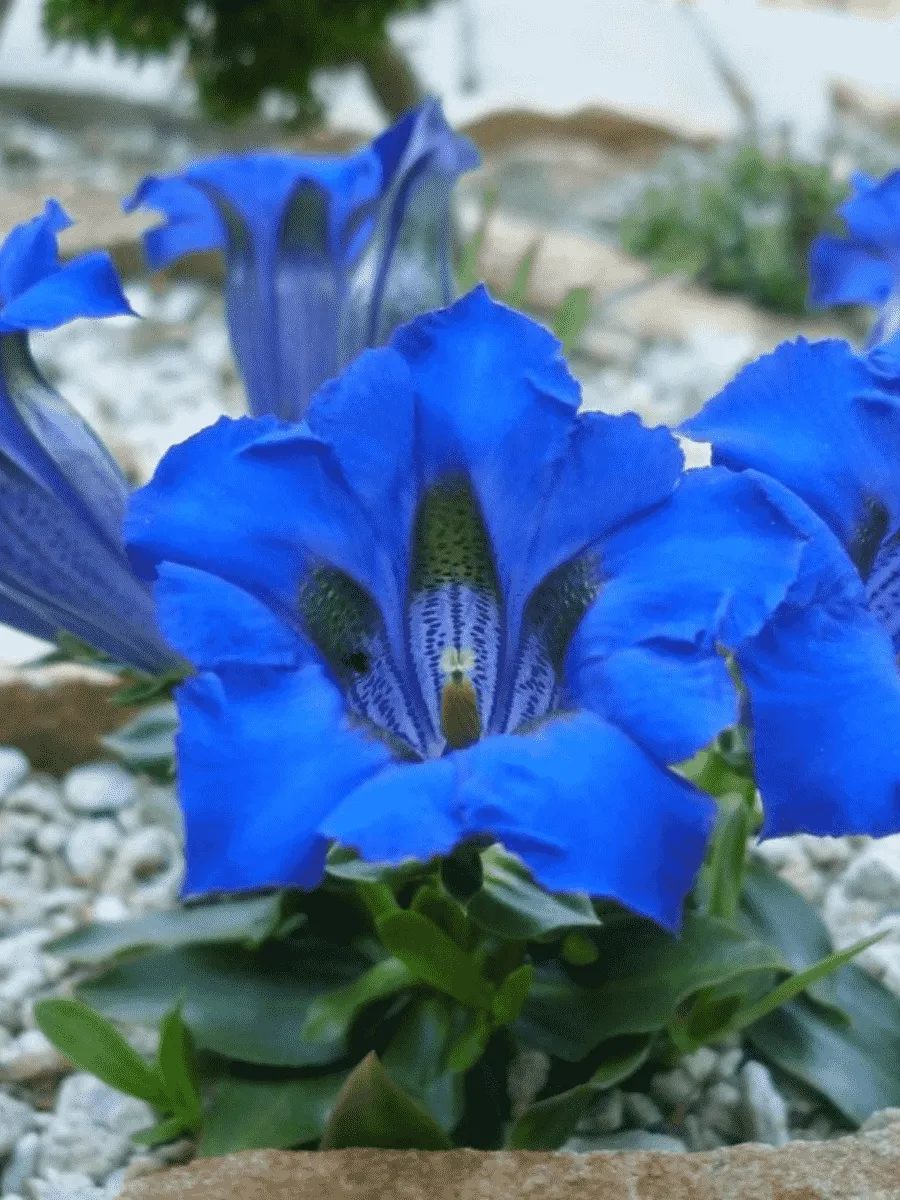 Горечавка изящнейшая