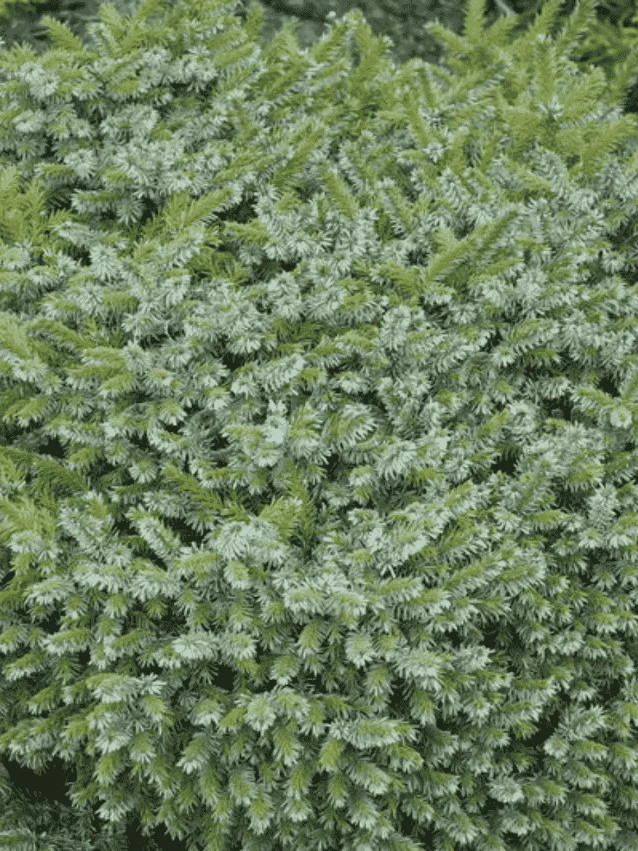 Ель сербская Pimoko